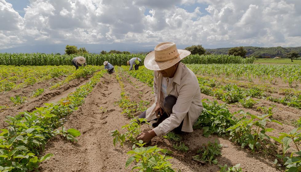 25 de Maio: Dia do Trabalhador Rural